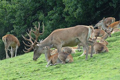Hirsche im Wildpark Toblach